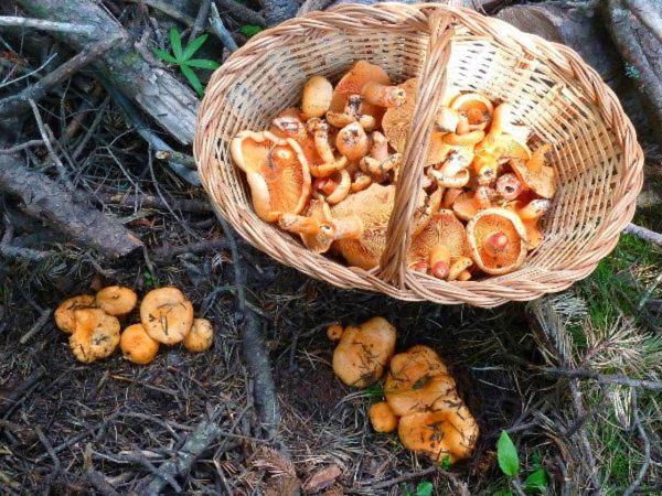 Can Triadu Camprodon Kültér fotó